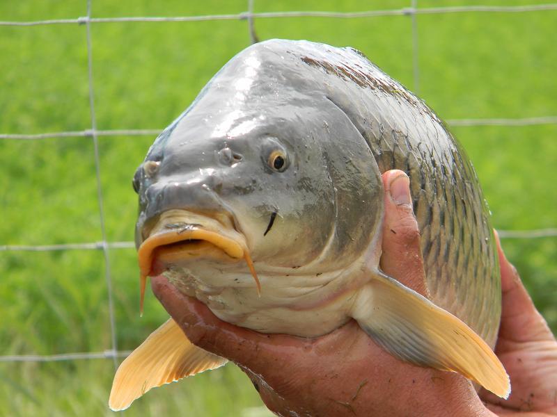 capturi 2013 - poze-sanpaul-113.jpg